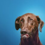 O ativismo da humanização de pets