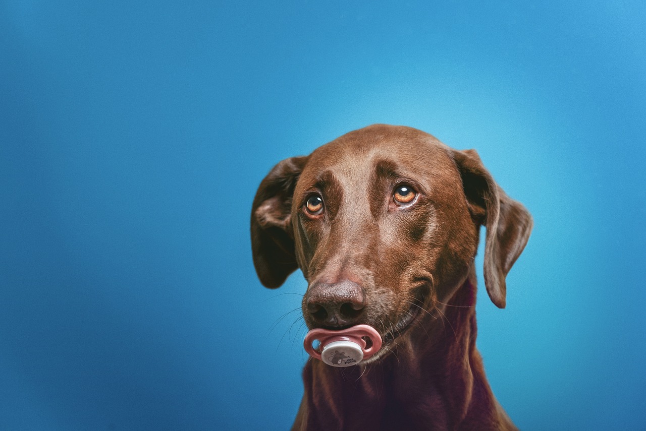 O ativismo da humanização de pets